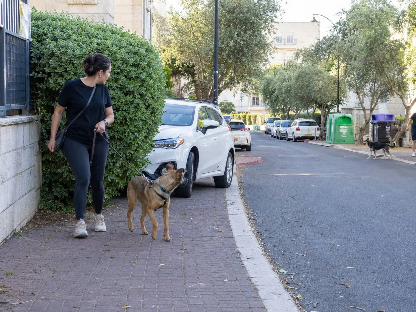 בעלת כלב משנה מסלול ברוגע ומובילה כלב ערני מאחורי רכב ושיח כדי להתרחק מכלב אחר